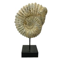 Large ammonite fossil, mounted upon a rectangular wooden base, age; Cretaceous period, location; Morocco, H40cm