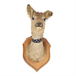 Taxidermy: Red Grouse (Lagopus lagopus) and Melanistic Cock Pheasant (Phasianus colchicus), roe deer shoulder mount (Capreolus capreolus)