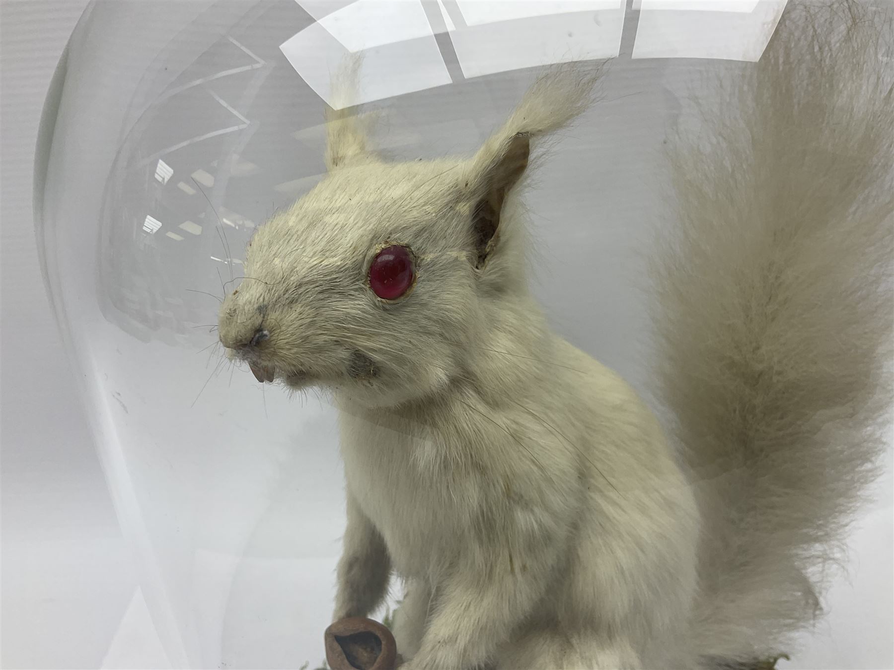Taxidermy: Victorian albino Squirrel (Sciurus vulgaris), full mount adult, holding a hazelnut, upon naturalistic ground, enclosed beneath later glass dome with ebonised base, H32cm