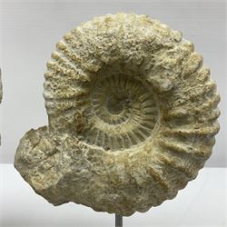 Pair of ammonite fossils, each individually mounted upon a rectangular wooden base, age; Cretaceous period, location; Morocco, H20cm