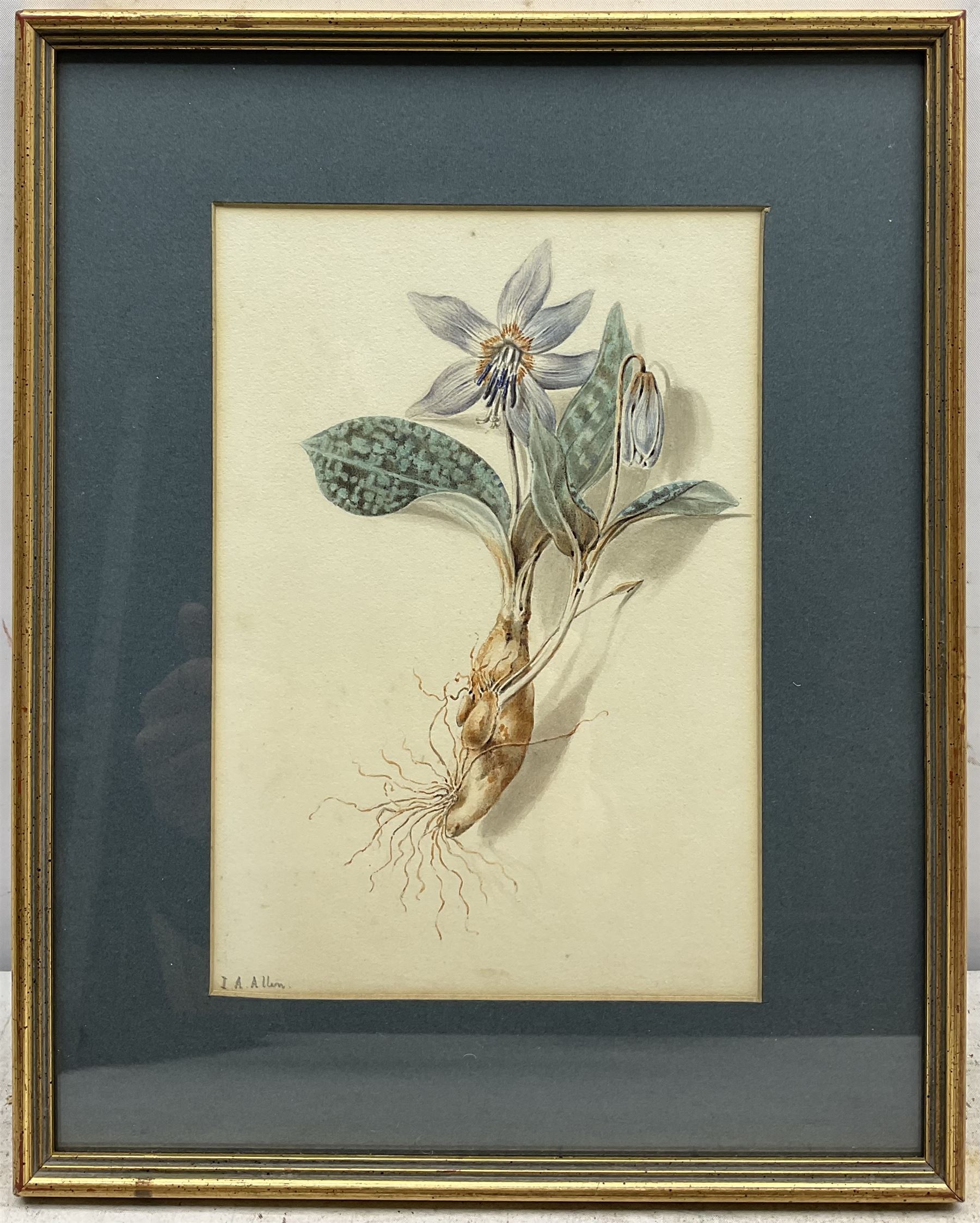 Isabella Anne Allen (British 1810-1865): 'Erythronium Dens-canis' (Dogtooth Violet), botanical watercolour study signed in pencil 21cm x 15cm
Notes: Allen, known as 'La Botaniste Miss Allen', first came to light in July 2021 following a BBC appeal to identify the mystery artist in the Royal Horticultural Society collection. The UK Census of 1851 confirmed spinster and landowner Isabella Anne Allen, born in 1810, lived with her parents, John Henry and Susannah Rebekah, and several servants at Rhydd House, Madresfield. The property, with its gardens and woodlands at the foot of the Malvern Hills close to the River Severn, offered plenty of opportunities for botanical study.