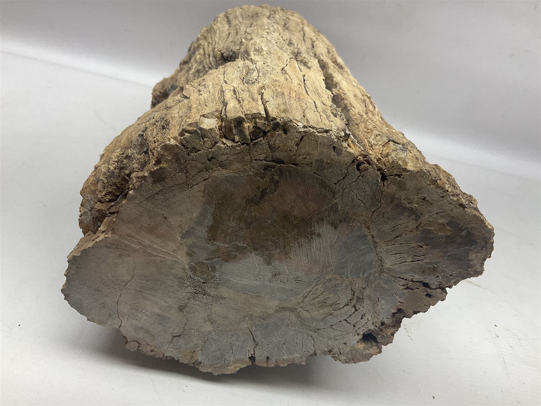 Petrified wood tree trunk/ branch, sliced in cross-section and polished to one side to reveal an array of colours, with textured edge, H40cm, D17cm