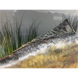 Taxidermy; Cased Mirror Carp (Cyprinus carpio carpio) a large preserved skin mount 
in a naturalistic setting set against blue painted back drop, enclosed within a glass bow fronted case, the interior bearing a label 'Carp Redmire Lake 12 lb 4 oz Oct 67' H42 cm W87 cm D27 cm