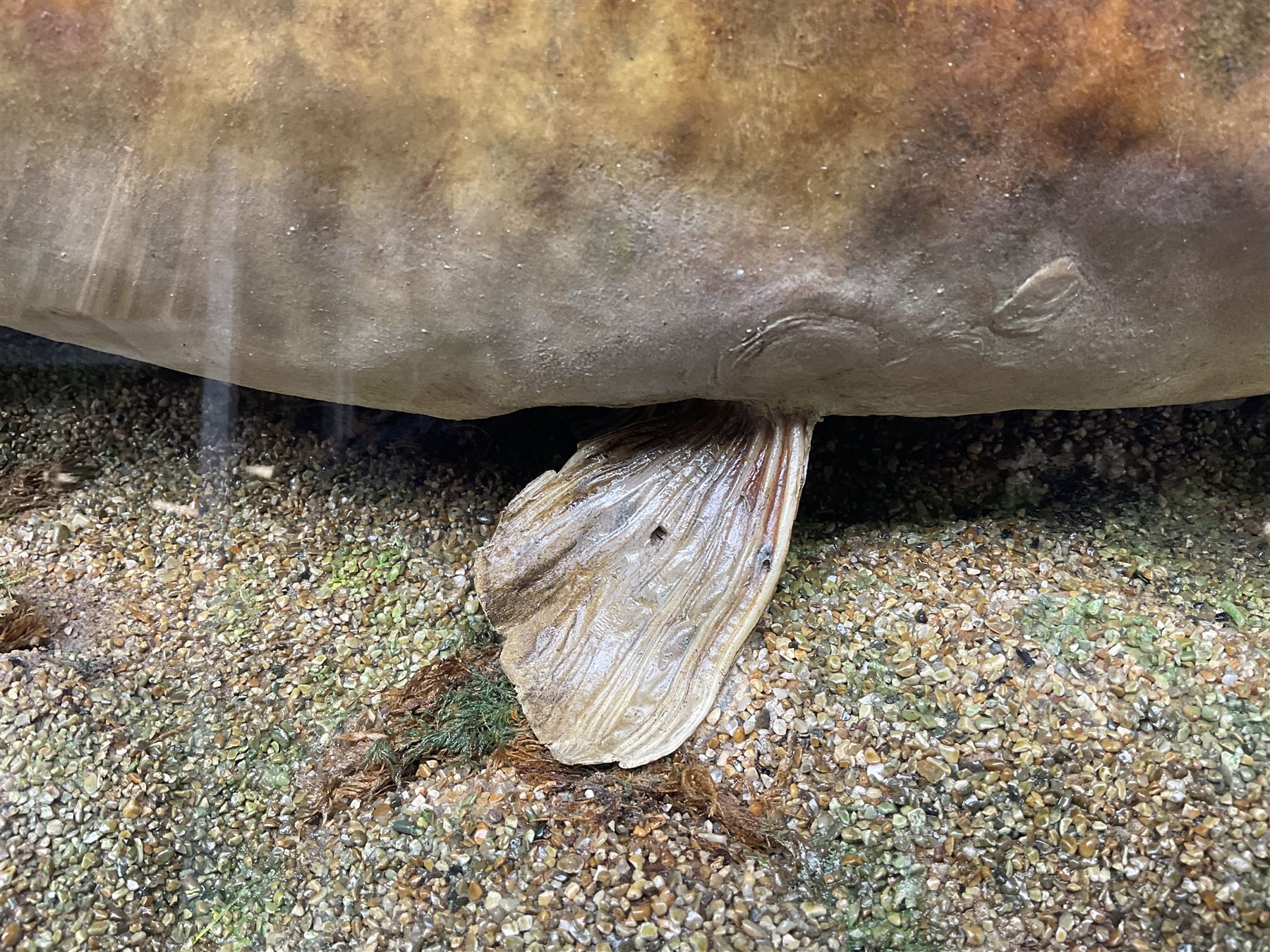 Taxidermy; Cased Mirror Carp (Cyprinus carpio carpio) a large preserved skin mount 
in a naturalistic setting set against blue painted back drop, enclosed within a glass bow fronted case, the interior bearing a label 'Carp Redmire Lake 12 lb 4 oz Oct 67' H42 cm W87 cm D27 cm