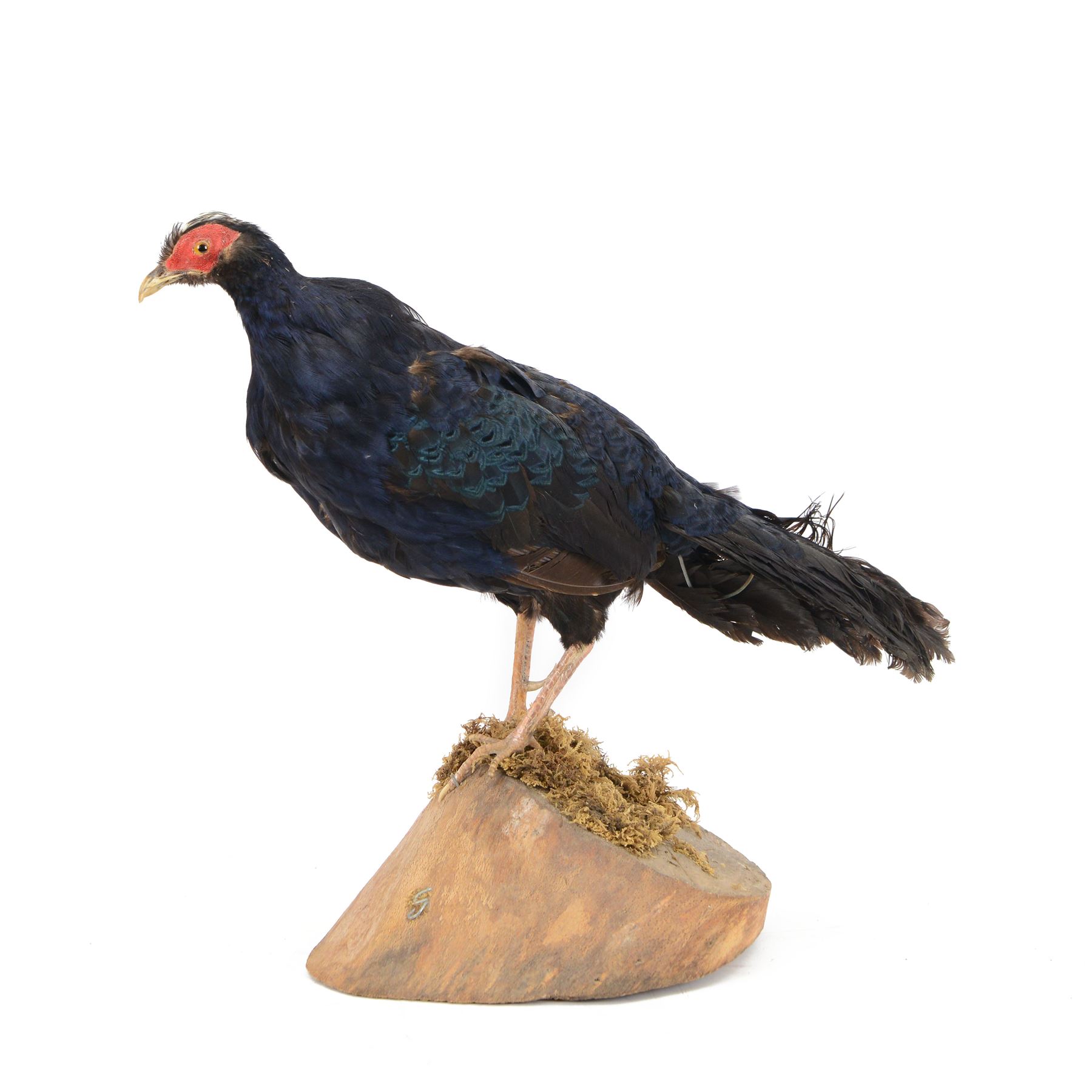 Taxidermy: Melanistic Cock Pheasant (Phasianus colchicus), full male adult mount upon a wooden base, H40cm