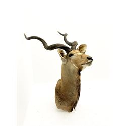 Taxidermy: Greater Kudu (Tragelaphus Strepsiceros), adult male shoulder mount, H170cm
