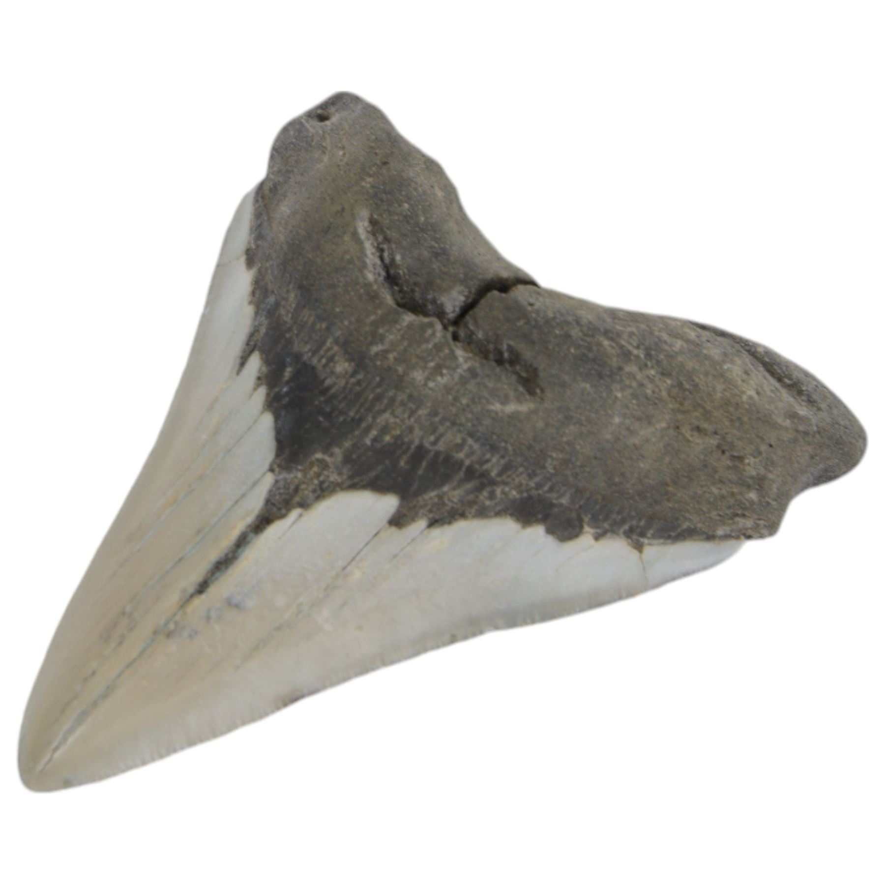 Megalodon (Otodus Megalodon) tooth fossil, with fine serrations, H10.5cm