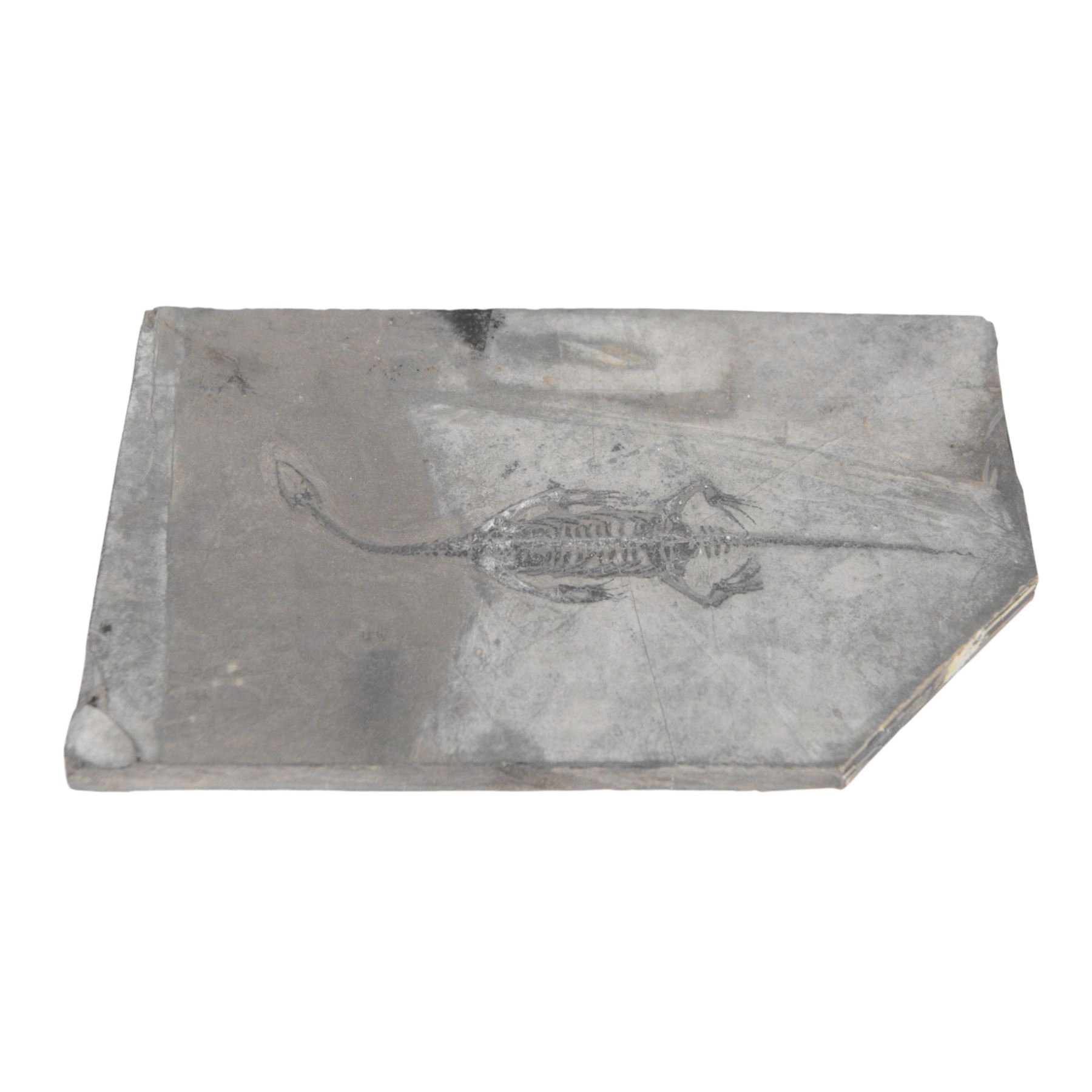 Fossilised reptile Keichosaurus hui, age; Triassic Period, Location Henana Province China, specimen L18cm   