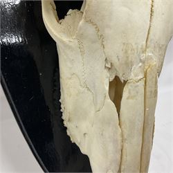 Antlers/Horns: Gemsbok Oryx (Oryx gazella gazella), pair of oryx curved horns on partial skull, mounted on an ebonised shield, H130cm