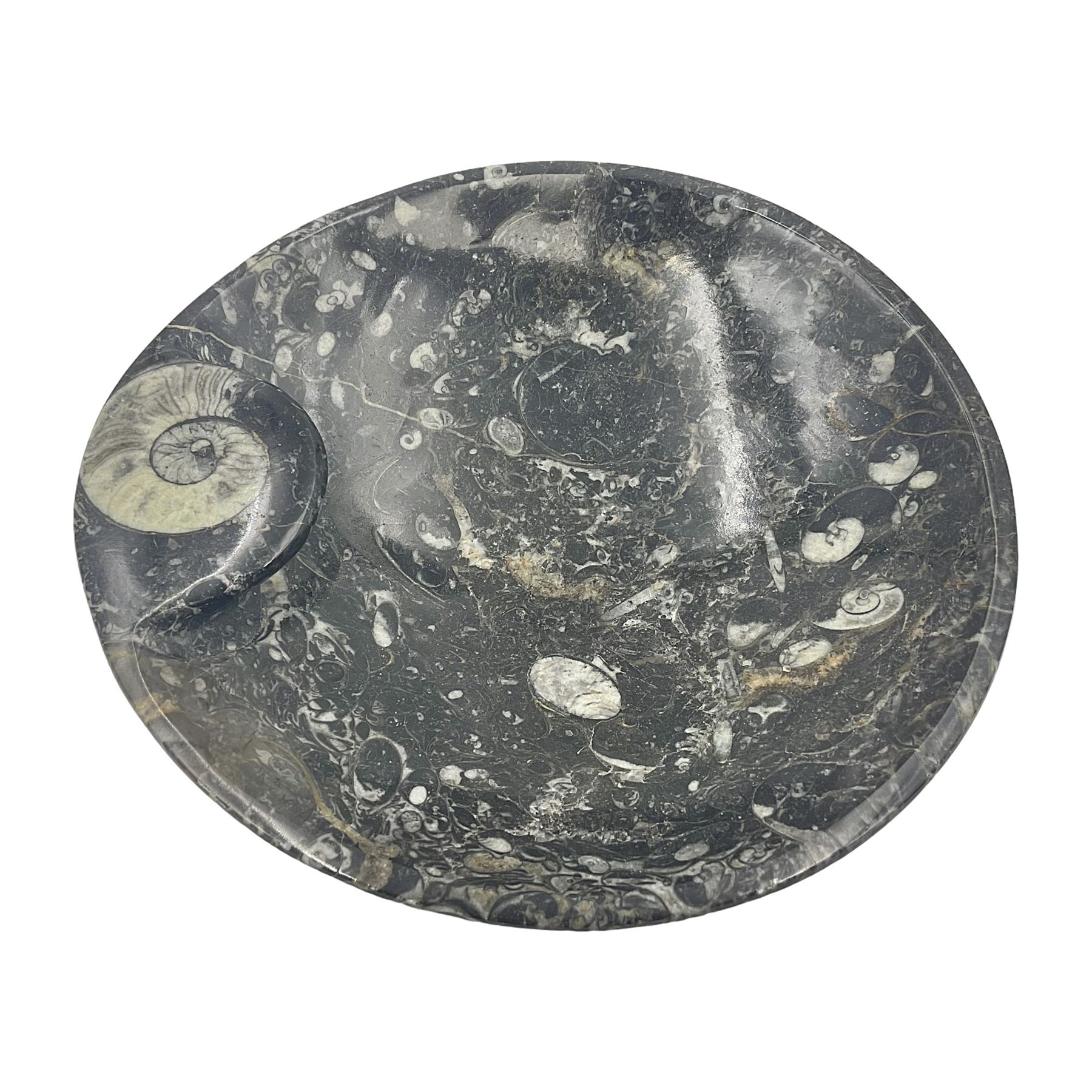 Circular dish with a raised goniatite, with orthoceras and goniatite inclusions, age: Devonian period, location: Morocco, D22cm, H5cm
