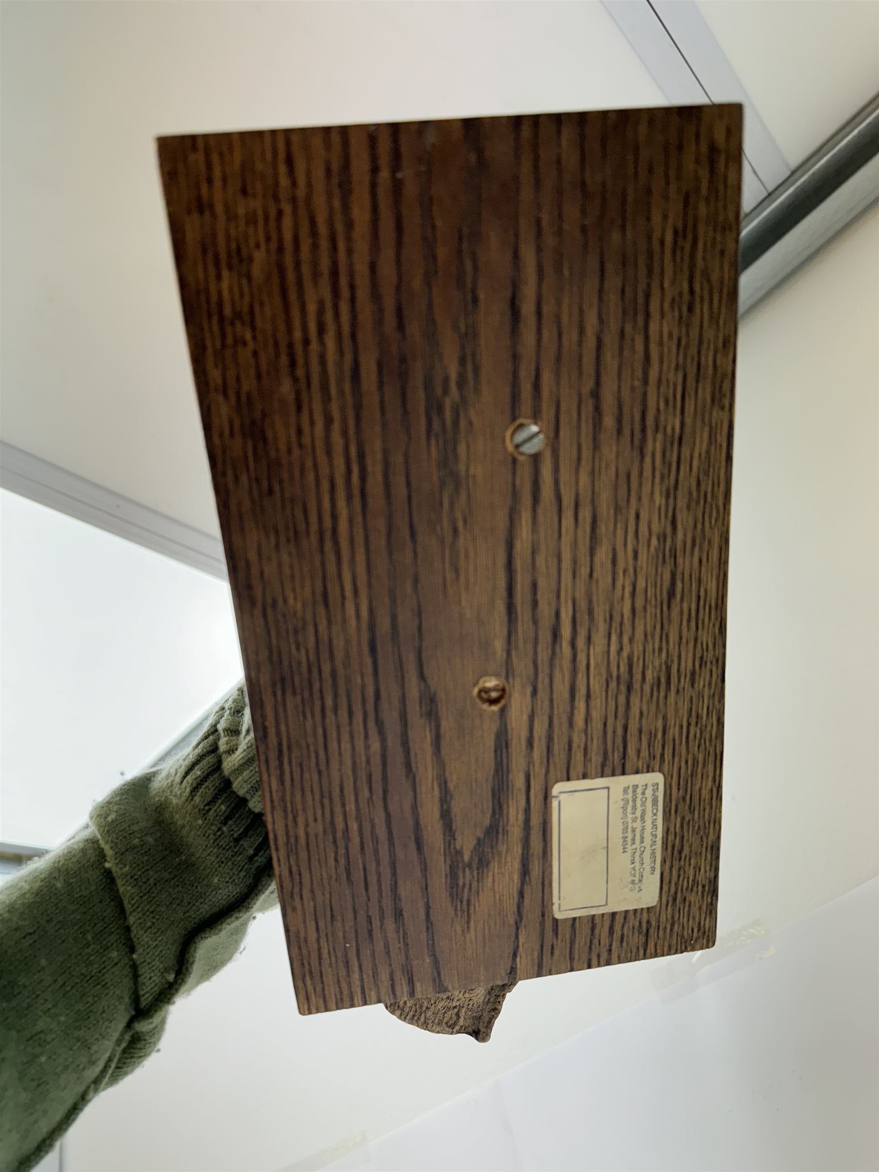 Taxidermy; Oystercatcher (Haematopus ostralegus), stoop upon driftwood upon a stepped wooden base, H35cm 