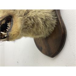Taxidermy; Red fox mask (Vulpes vulpes), an adult head mount looking straight ahead, with mouth open bearing teeth, mounted upon a oak shield, H30cm 