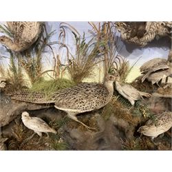 Taxidermy: Late Victorian Diorama of Pheasants and a Sparrowhawk, depicting Ring-necked Pheasants (Phasianus colchicus), a female with her chicks, a full mount adult female Sparrowhawk (Accipiter nisus) above in flying position, all mounted in a naturalistic setting of mosses, branches and tall grasses, on faux rock base, set against a blue sky painted backdrop, enclosed within a large ebonised three-glass display case, H79.5cm, W107cm