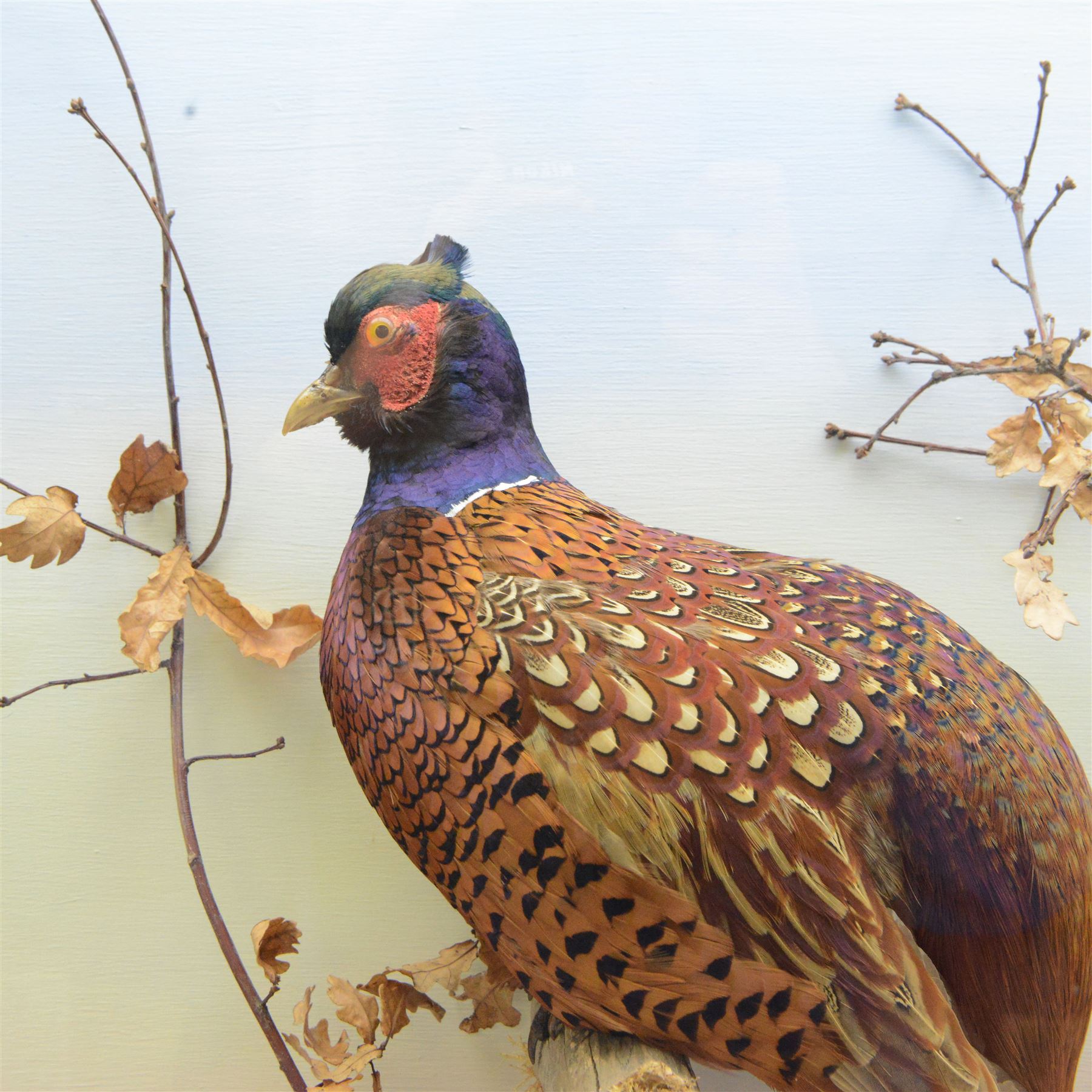Taxidermy: Cased pair of Ring-necked Pheasants (Phasianus colchicus), pair of full adults mount, mounted amidst naturalistic setting, against a graduated watercolour backdrop, enclosed within a ebonised four pane glass display case, bearing data plaque 'A Pair of Pheasants Shot By Barry Fehily at Uphall, Herts, on 21st December 1996' H82cm W62cm