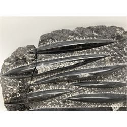 Orthoceras fossil group, age: Devonian period, H33cm, L30cm