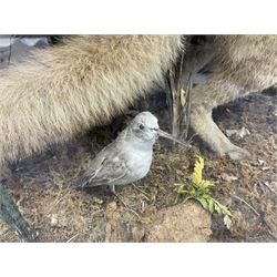 Taxidermy: 19th century cased display Red Fox (Vulpes vulpes) with pray, weasels (Mustela), Great Crested Grebe (Podiceps cristatus), and other birds in a naturalistic setting against a painted backboard, encased within an ebonised three pane display case, H56cm D38cm W113cm