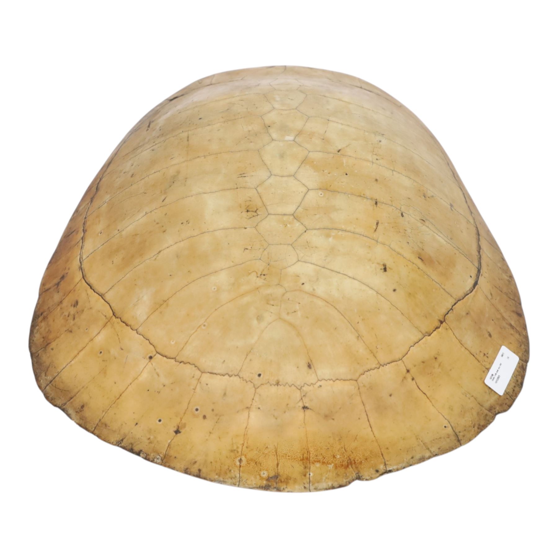 Natural History: Giant South American River Turtle Blonde Shell (Podocnemis expansa), circa 1900, L54cm, W40cm CITES Annex B, Appendix II; Not for sale to buyers outside the UK
