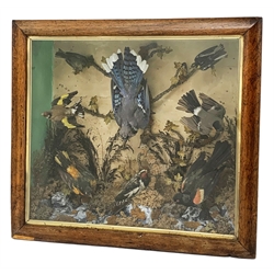 Taxidermy: Late Victorian cased display, to include American Blue Jay, Bullfinch, Goldfinch, and Woodpecker, mounted within a naturalistic setting of mosses, branches and tall grasses, on faux rock base, within a glazed maple frame, W61cm, H56cm, D17cm