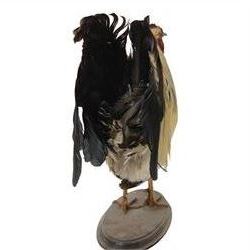 Taxidermy: Cockerel (Gallus gallus domesticus), full adult mount with head turning slightly to the right, on open display, together with taxidermy Pheasant (Phasianus colchicus), full adult male mount on open display, cockerel H43cm 