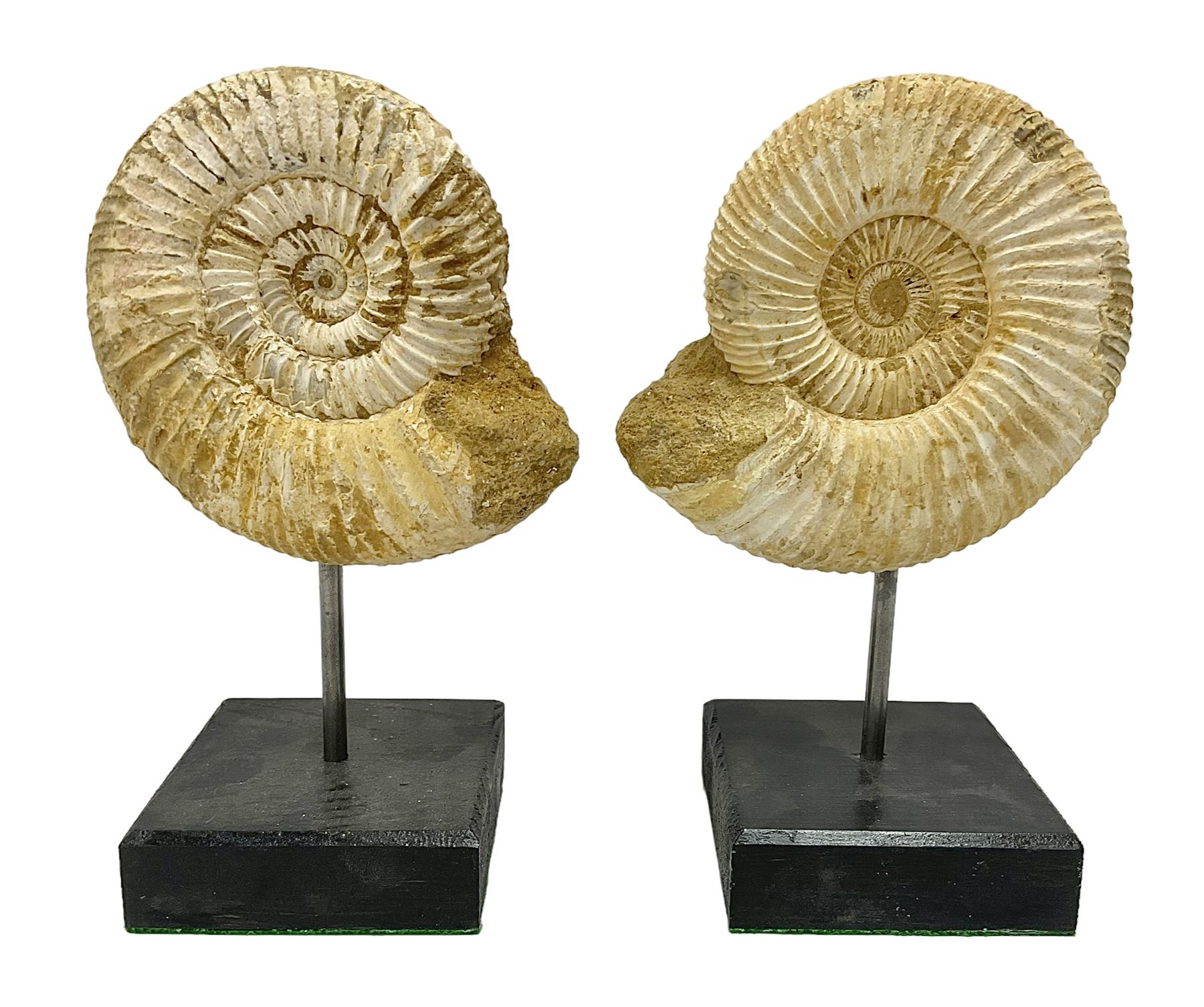 Pair perisphinctes ammonite fossils, each individually mounted upon a rectangular wooden base, age; Middle Jurassic location; Madagascar 