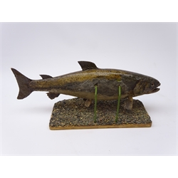  Taxidermy - Brown Trout mounted on river bed style base, L46cm   