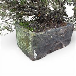 19th century stone trough, planted