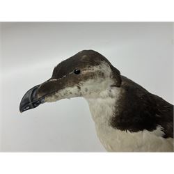 Taxidermy: Razorbills (Alca torda), full mount adult, with wings outstretched, upon a wooden base, H33cm