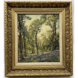 Herbert F Royle (British 1870-1958): The Bluebell Wood, oil on board signed 28cm x 33cm