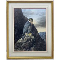 Cyril David Johnston (British 1946-): Peregrine Falcon, watercolour signed 53cm x 39cm