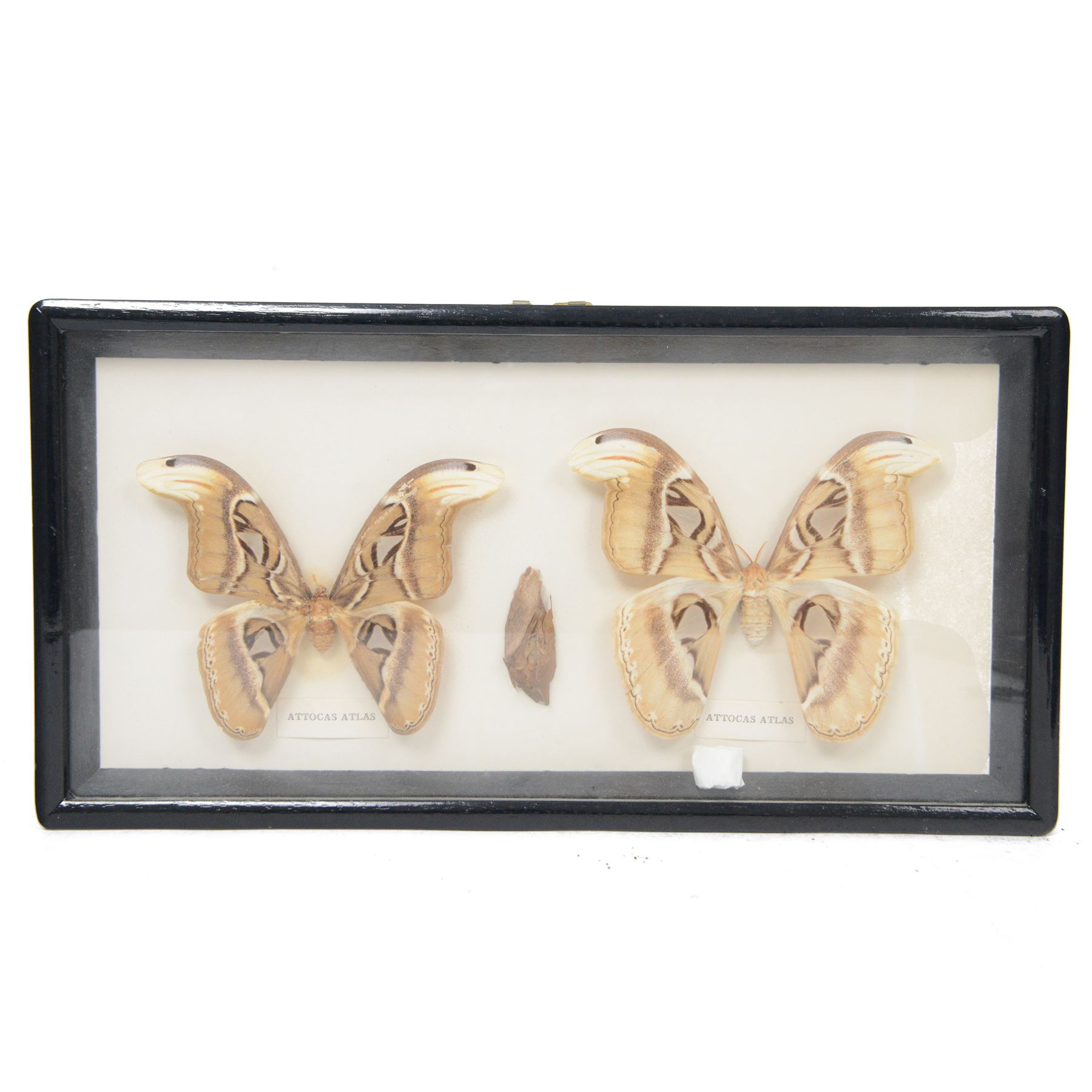 Entomology; group of framed butterfly and moth specimens, including Attocas Atlas, Papilio takasago, Atropaneura horishanus, Euploea muciber etc, in three frames 