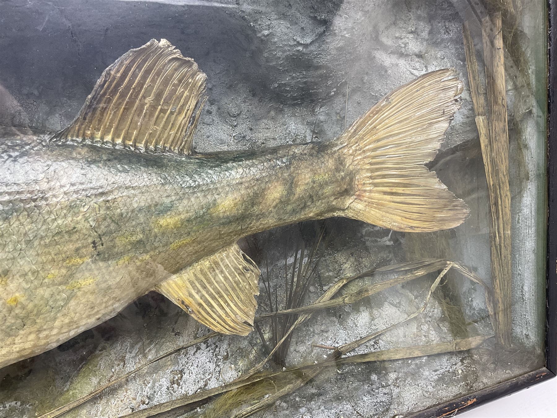 Taxidermy: Cased Northern Pike (Esox lucius), a large preserved skin mount set within a rocky river bed,  encased within a single pane display case, H41cm, L122cm