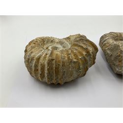 Pair of limestone Ammonite fossils, age; Cretaceous period, location; Morocco, D10cm