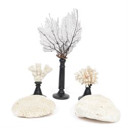 Conchology: Black Sea fan mounted upon a wooden ebonised column together with two mounted ...