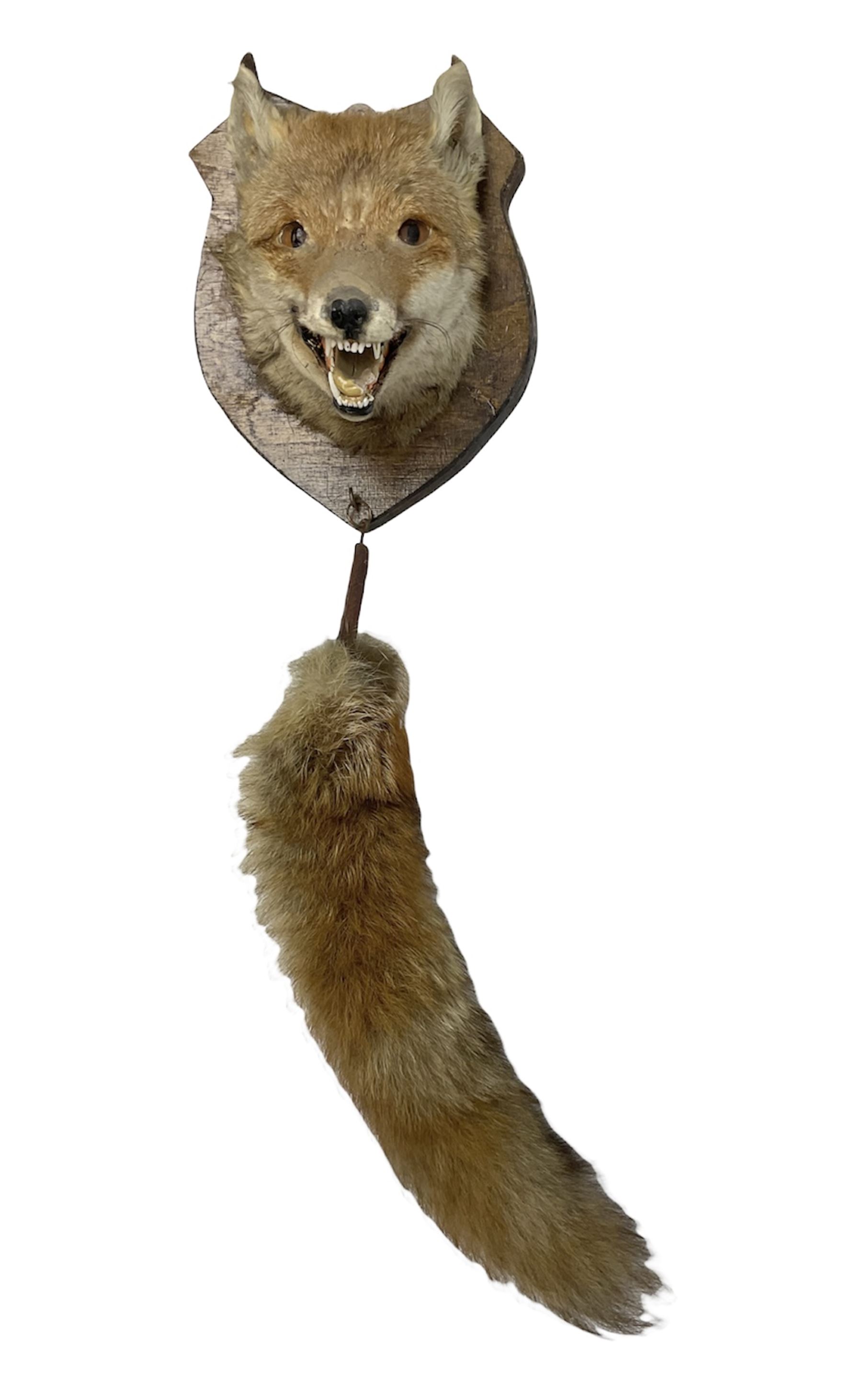 Taxidermy: Red fox mask (Vulpes vulpes), with mouth agape bearing teeth and ears back, mounted upon wooden shield, with brush, shield H24cm
