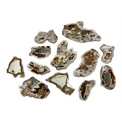 Large collection of Agatized Coral, largest H11cm (12)