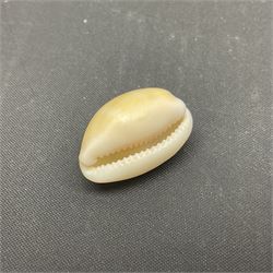 Conchology: selection of conch shells, to include horned examples, largest H17cm, L24cm