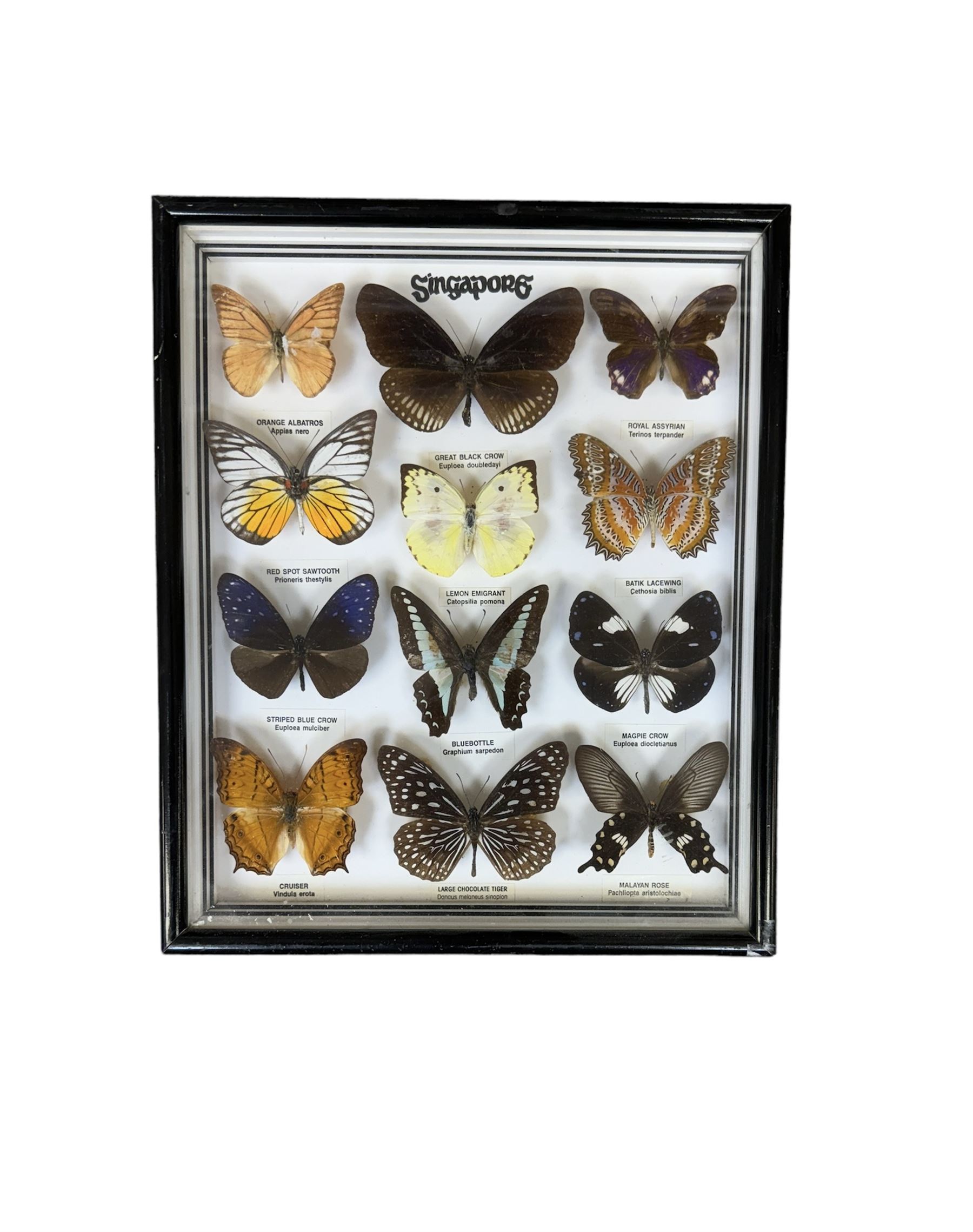 Entomology; Framed collection of twelve butterflies from Singapore, including Vindula erota, Danus melaneus, Pachliopta etc, together with another framed collection of three butterflies