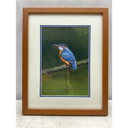Rob Keep (British Contemporary): Kingfisher, watercolour signed 26cm x 18cm