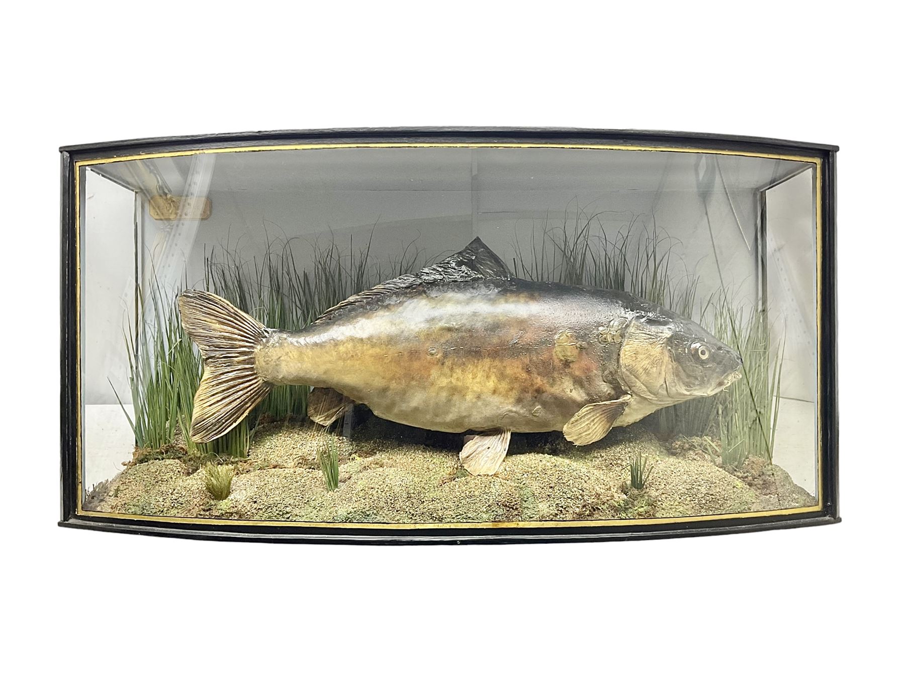 Taxidermy; Cased Mirror Carp (Cyprinus carpio carpio) a large preserved skin mount 
in a naturalistic setting set against blue painted back drop, enclosed within a glass bow fronted case, the interior bearing a label 'Carp Redmire Lake 12 lb 4 oz Oct 67' H42 cm W87 cm D27 cm