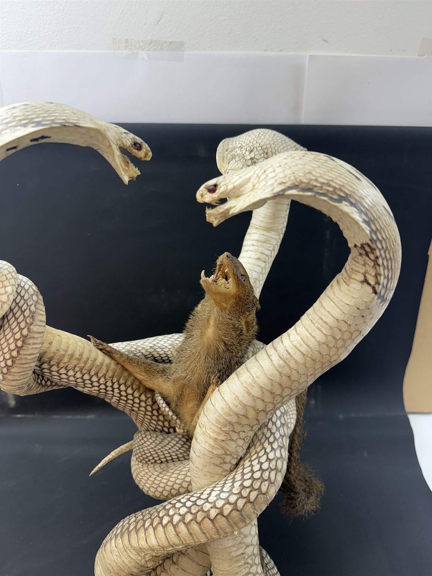 Taxidermy; Mongoose (Herpestidae) fighting three Indian cobras (Naja naja), the cobras entwined around an adult mongoose, H27cm