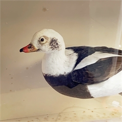 Taxidermy: A 20th century cased Long-Tailed Duck (Clangula hyemalis), full mount, modelled in swimming pose, encased within an ebonised single pane display case, H43cm L63.5cm D21cm 