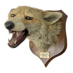Taxidermy; Red Fox Mask (Vulpes vulpes) 