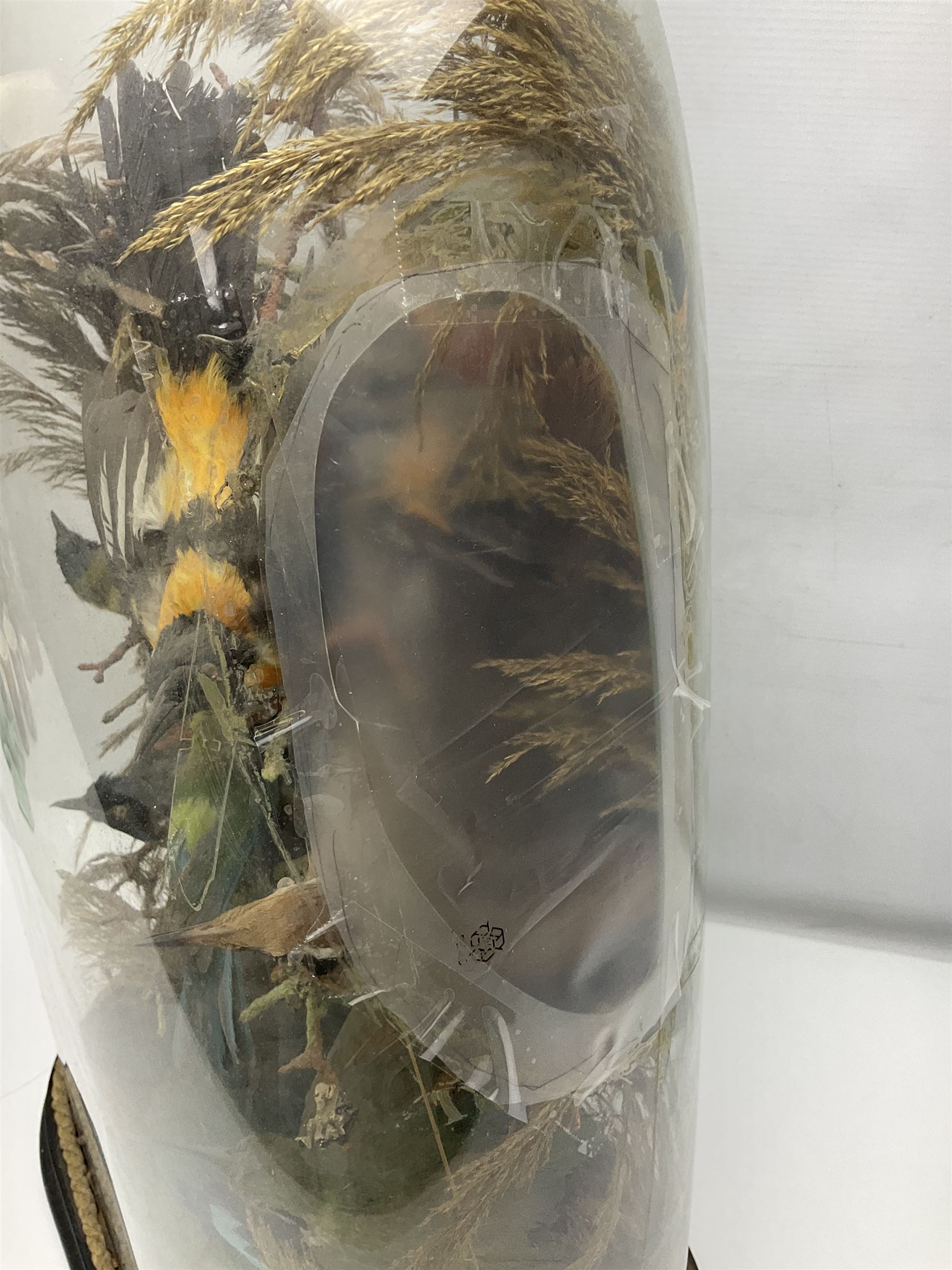 Taxidermy: late Victorian tropical bird diorama, containing several tropical birds to include, Black-headed Oriole (Oriolus Larvatus), Siskin (spinus), Green Honeycreeper (Chlorophanes spiza), each perched on branches, on an oval ebonised base, within a glass dome, H62cm, L40cm