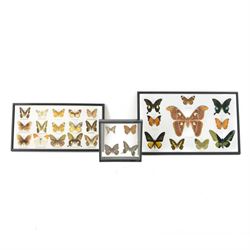 Entomology; Framed collection of fifteen butterflies and moths including Dark Blue Tiger, Hill Jezebel, Great Orange Tip etc together with two other framed displays 