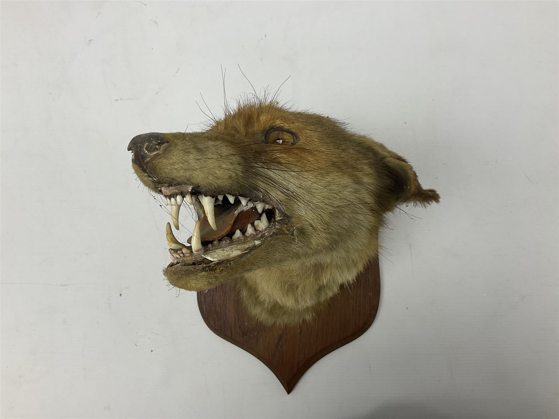 Taxidermy; Red fox mask (Vulpes vulpes), with mouth agape bearing teeth and ears back, mounted upon oak shield