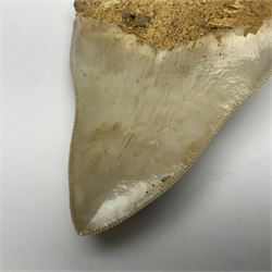 Large Megalodon (Otodus Megalodon) tooth fossil, with fine serrations, age; Miocene period, H11.5cm, W9cm

Notes; Believed to have grown as large as 18 metres, the Megalodon was the largest shark and one of the most dominant marine predators ever to have existed. It roamed the ancient seas for around 20 million years until their extinction around 3.6 million years ago.  Megalodon teeth vary in colour and ton. influenced and coloured over the millennia by the conditions in which they are preserved