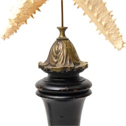 Natural History - Two Victorian preserved starfish on open display, first example five pointed Asteridea starfish, second example five point Halityle starfish, each upon turned ebonized wooden stand, largest H59cm 