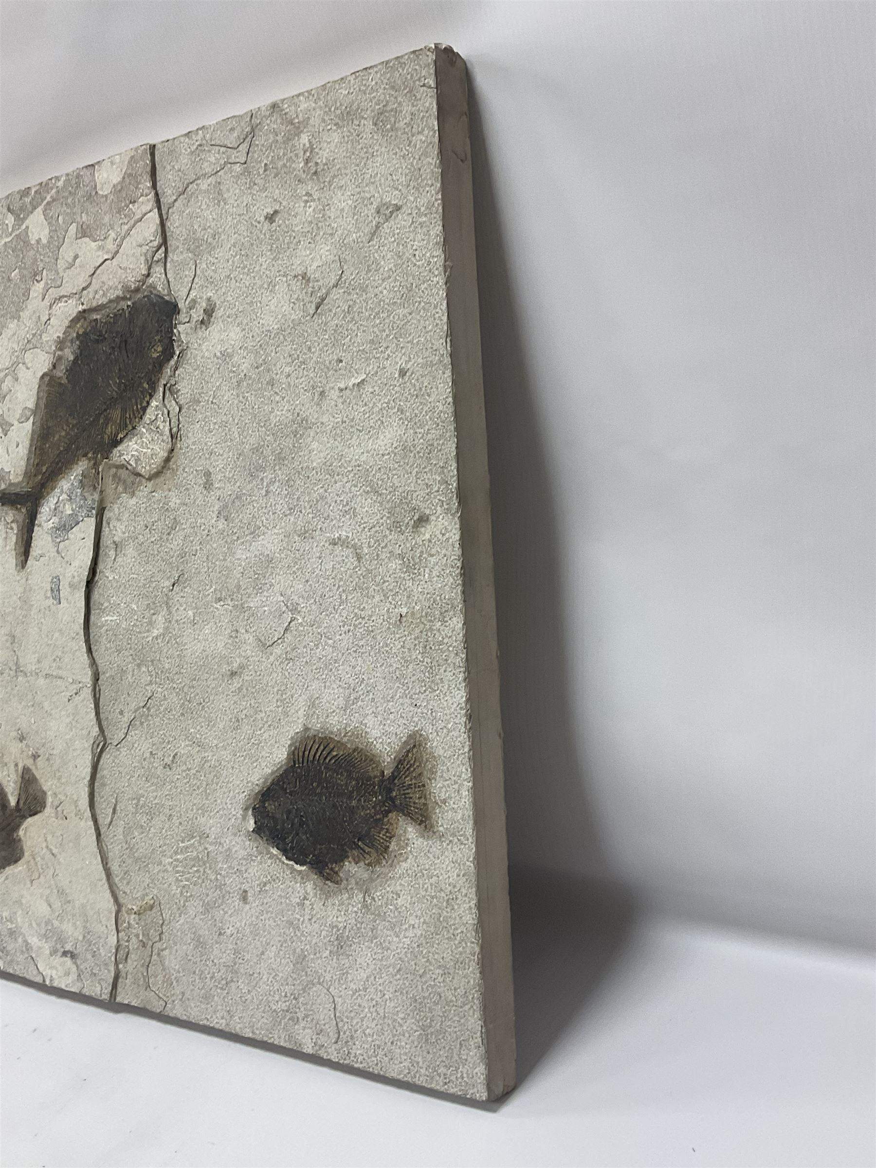 Fossilised fish group in a single matrix; freshwater fish presentation from the prehistoric system of three lakes known as the Green River Formation, featuring Priscacara, Phareodus testis, Diplomystus dentatus
 H59cm, L97cm