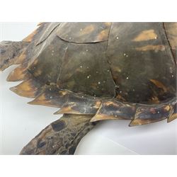 Taxidermy: Hawksbill Sea Turtle (Eretmochelys imbricata), juvenile full mount, beak to shell base, 40cm