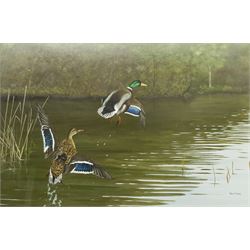 Rex Flood (British 1928-2009): Mallards Rising, oil on board signed 34cm x 52cm